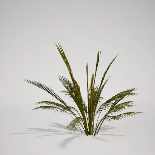 tropical landscape