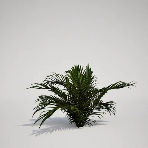 compact tropical palm asset