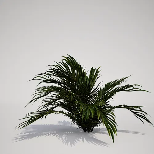 dwarf palm 3d model