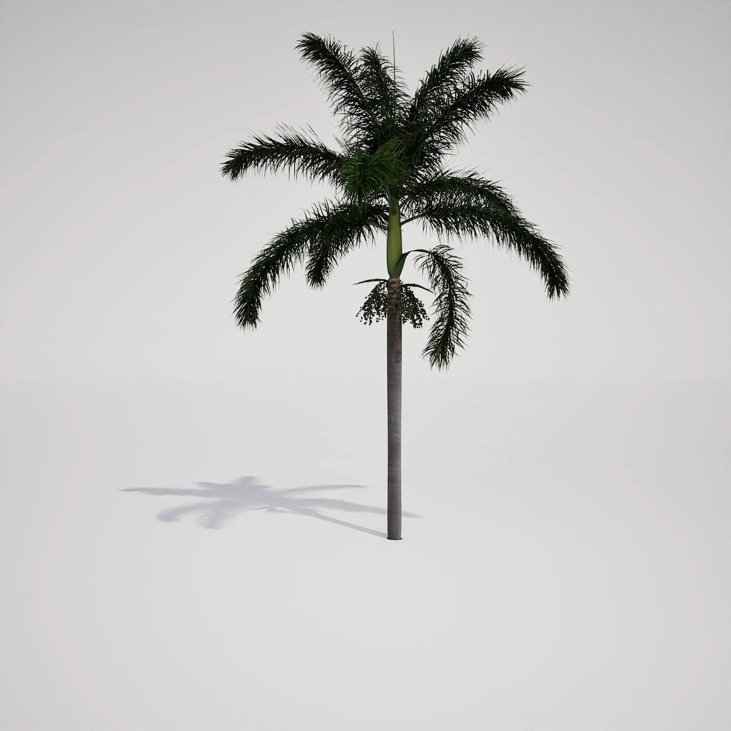 Free Tall Columnar Palm Tree Asset