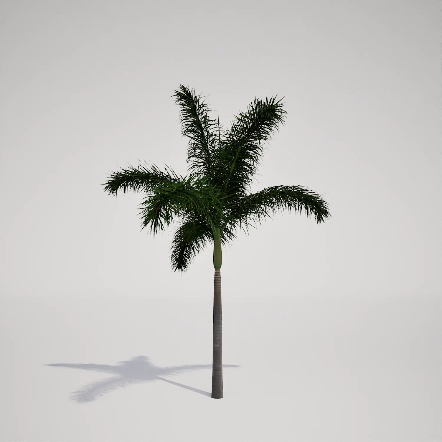 Free Tropical Royal Palm Tree Asset