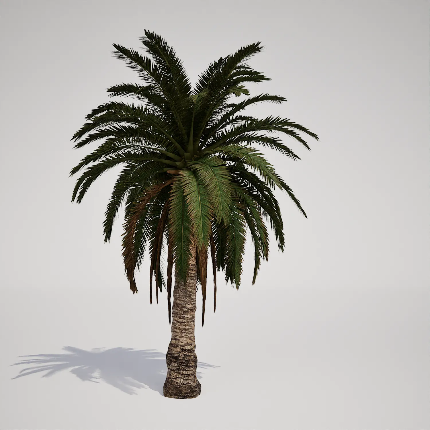 Free Robust Palm Tree 3D Asset for Unreal Engine