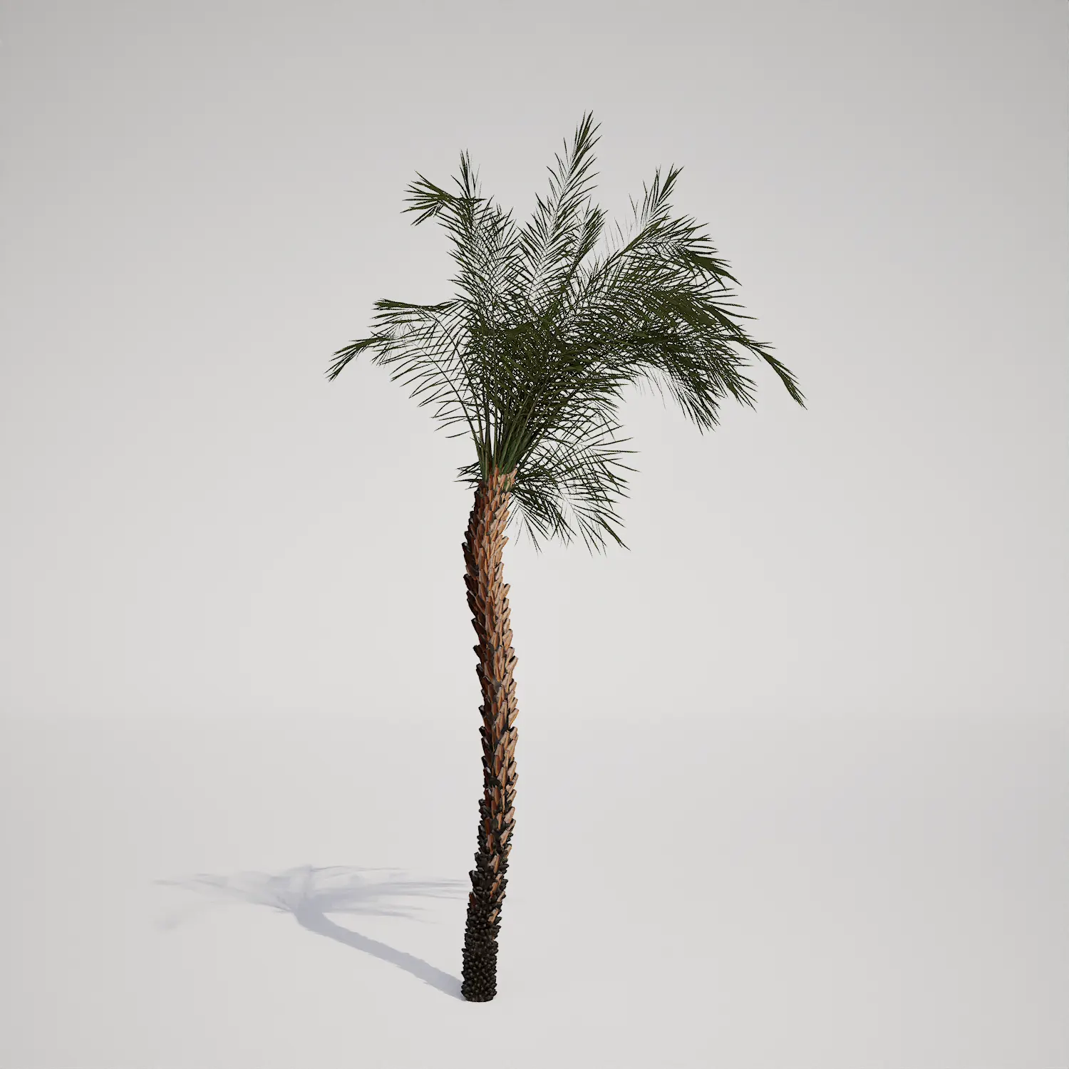 Free Slender Mature Palm 3D Asset