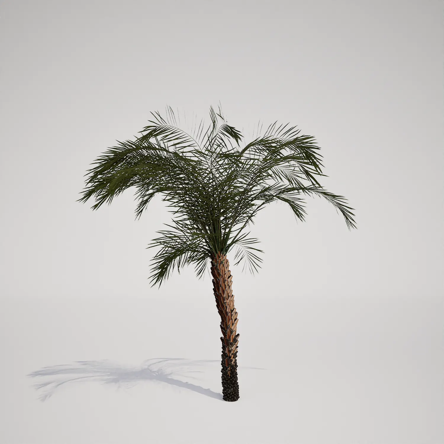 Free Young Single-Stemmed Palm 3D Asset