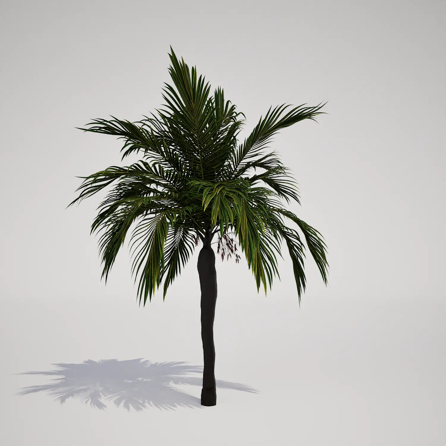 Free Tropical Feather-Style Palm 3D Asset