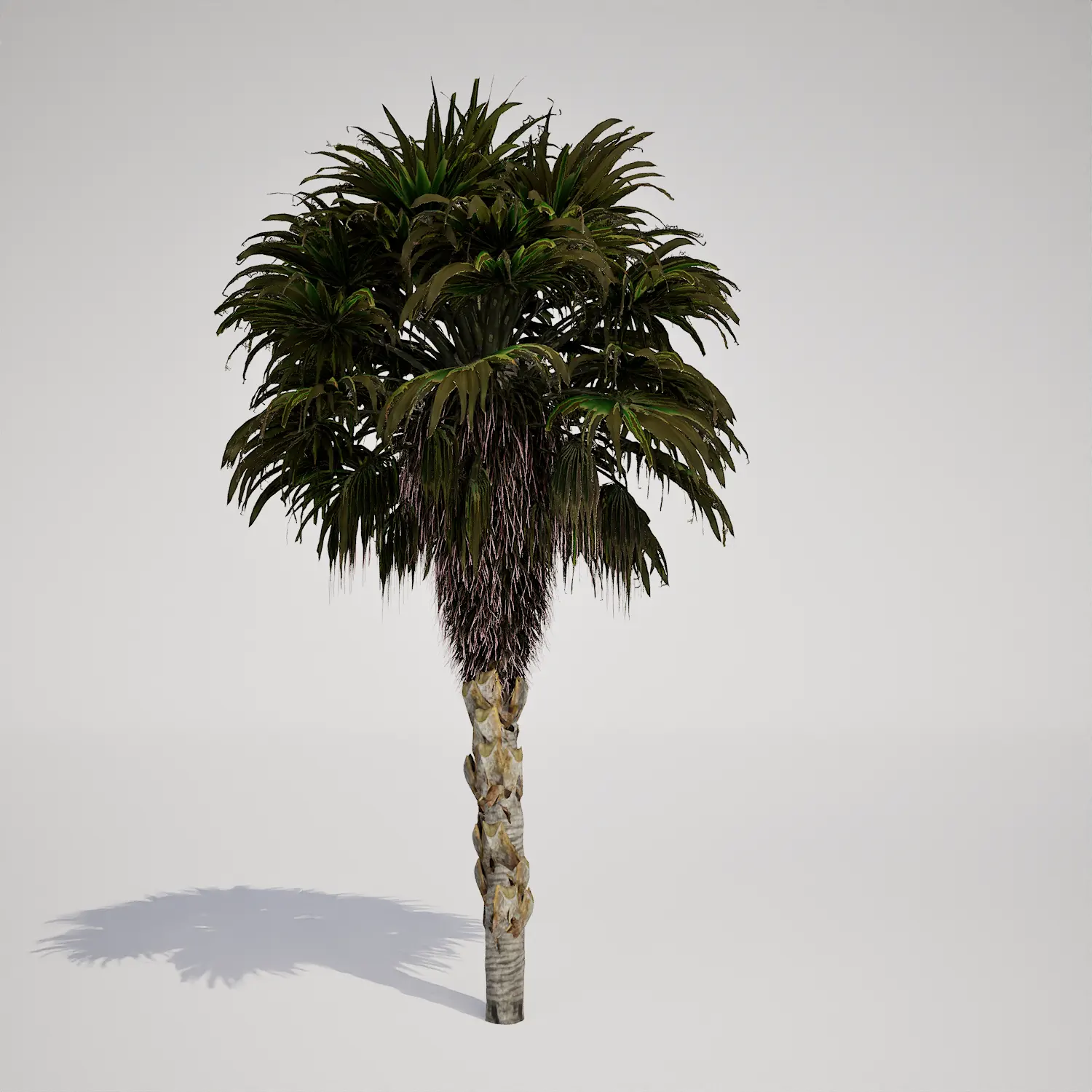 Free Fan-leaf Palm Tree Asset for Unreal Engine