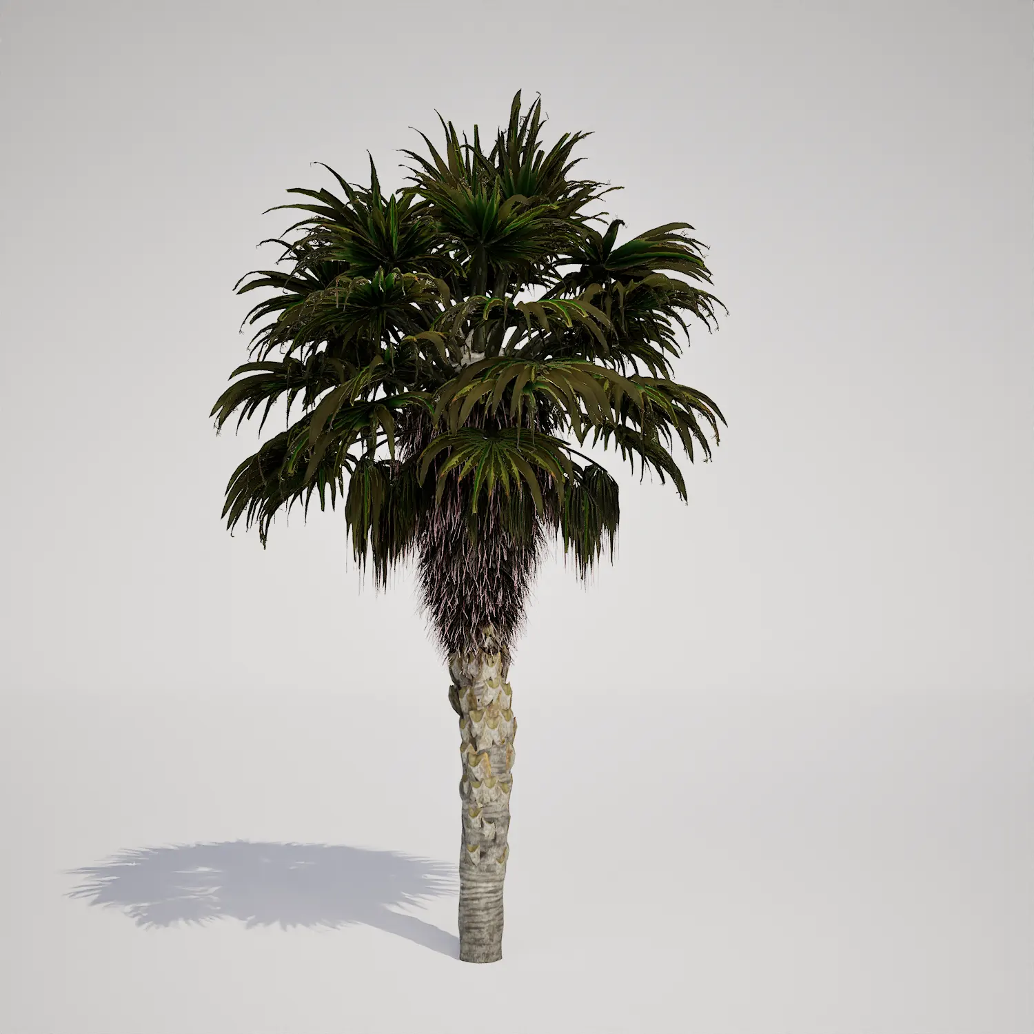 Free Single Trunk Fan Palm 3D Asset for Unreal Engine