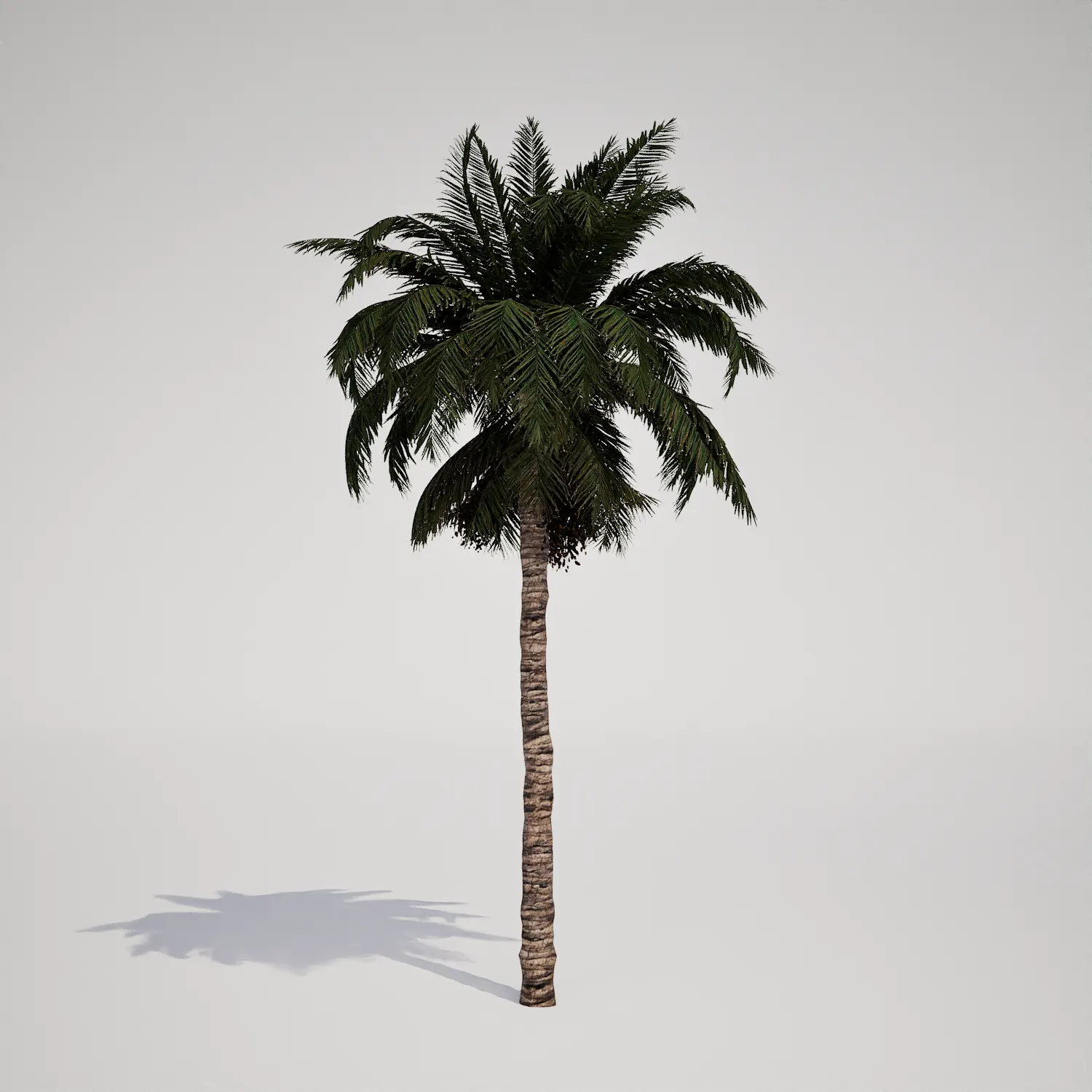 Free Tall Columnar Palm 3D Asset
