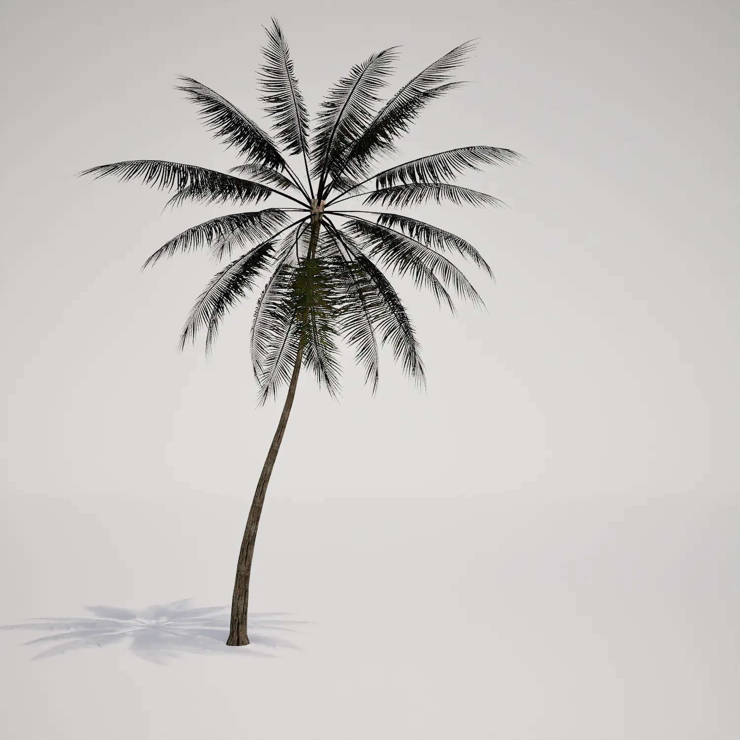 Free Single Slender Tropical Palm 3D Asset