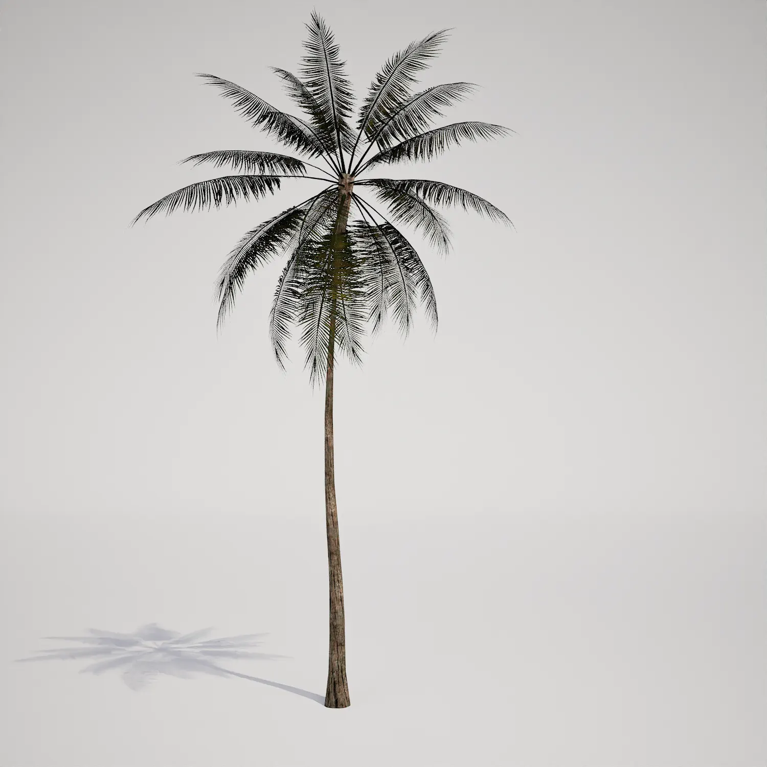 Free Single Tall Tropical Palm Tree 3D Asset