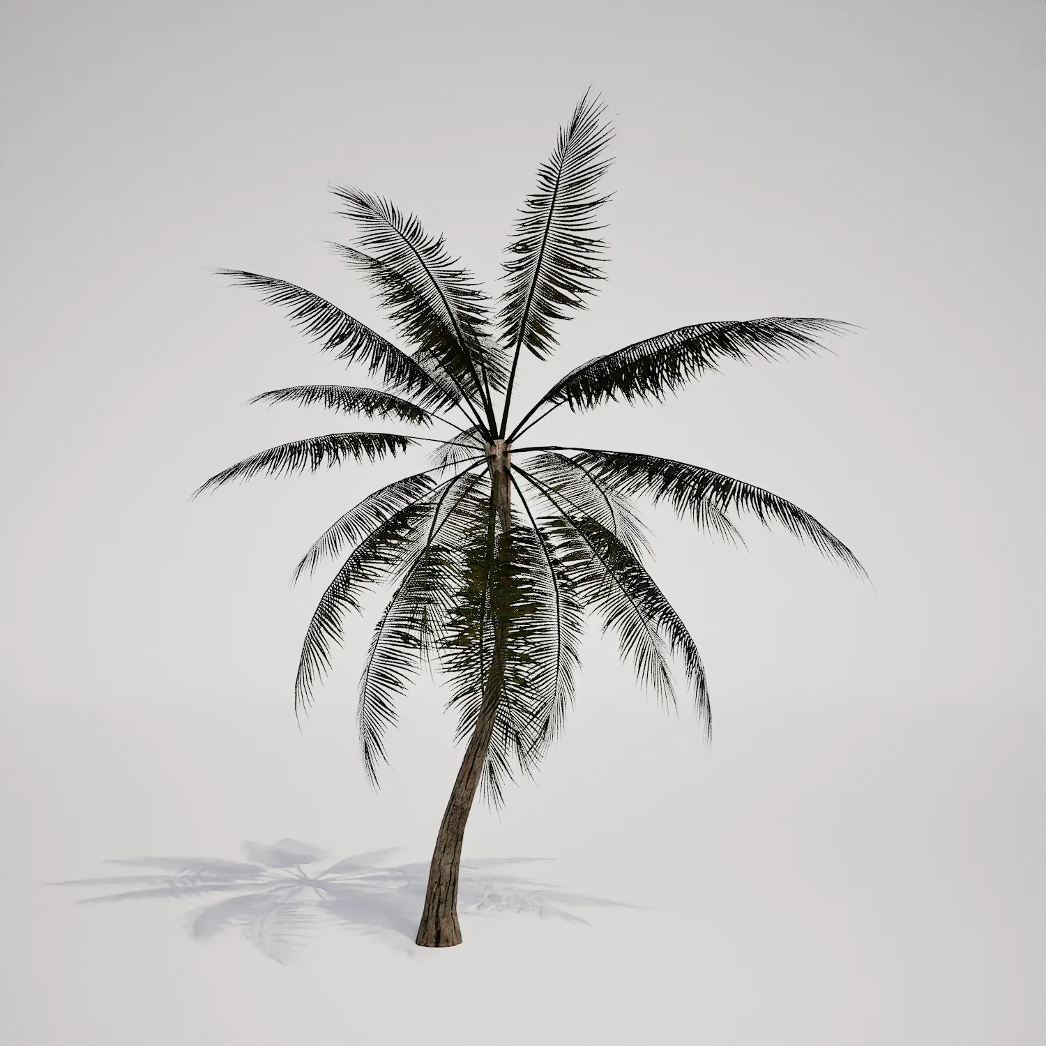 Free Single Coconut-Style Palm Asset