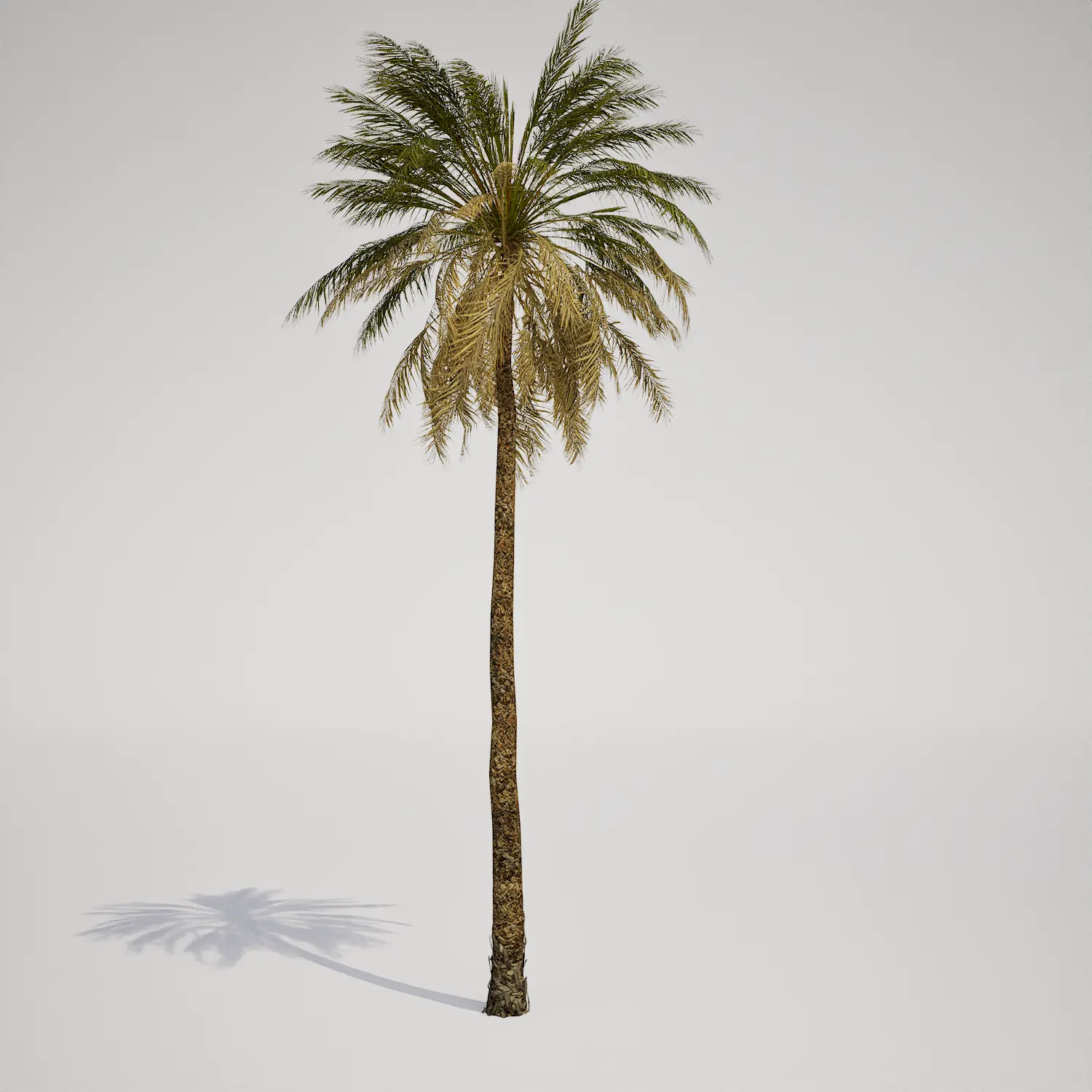 Free Single Date Palm Tree 3D Asset for Unreal Engine