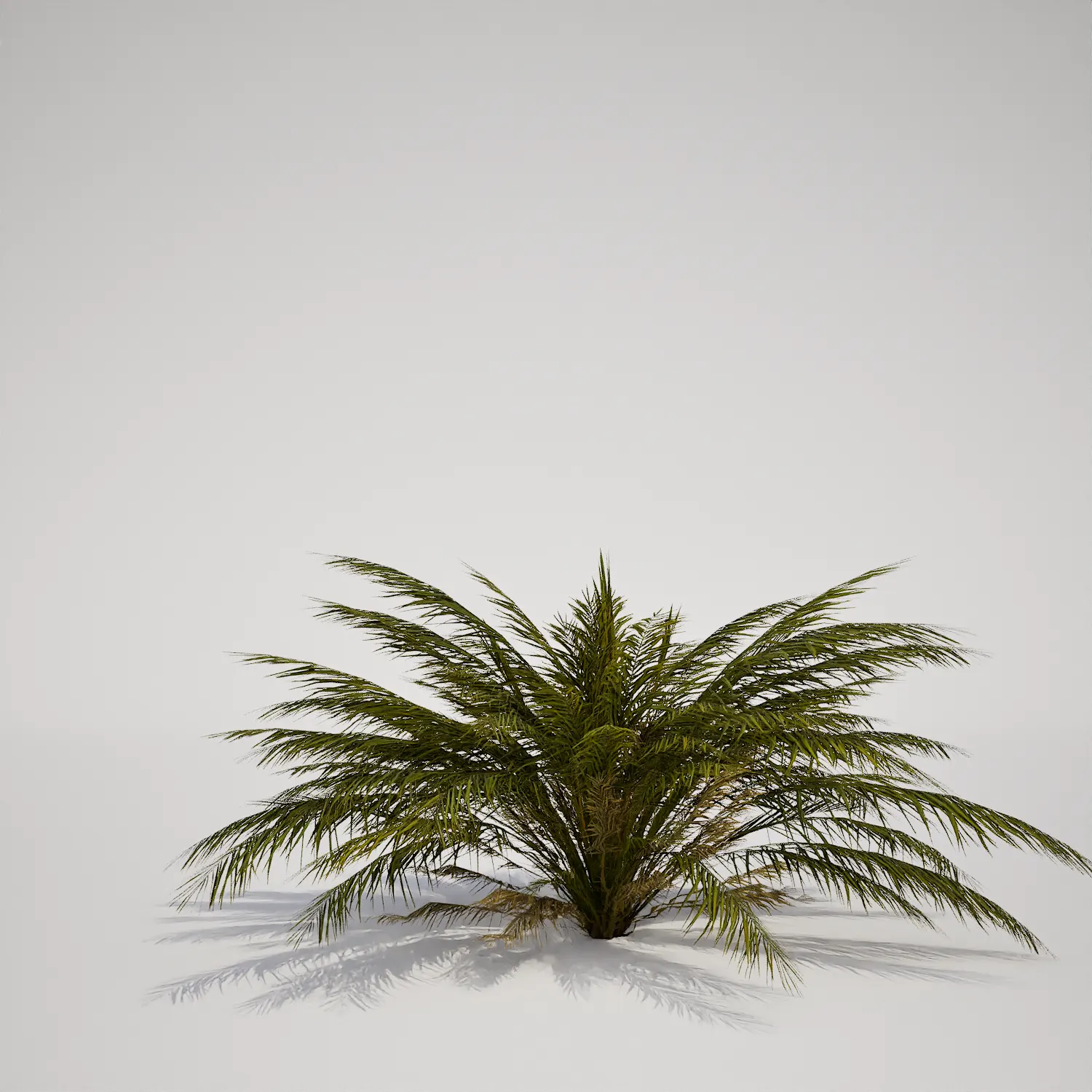 Compact Tropical Dwarf Palm 3D Asset