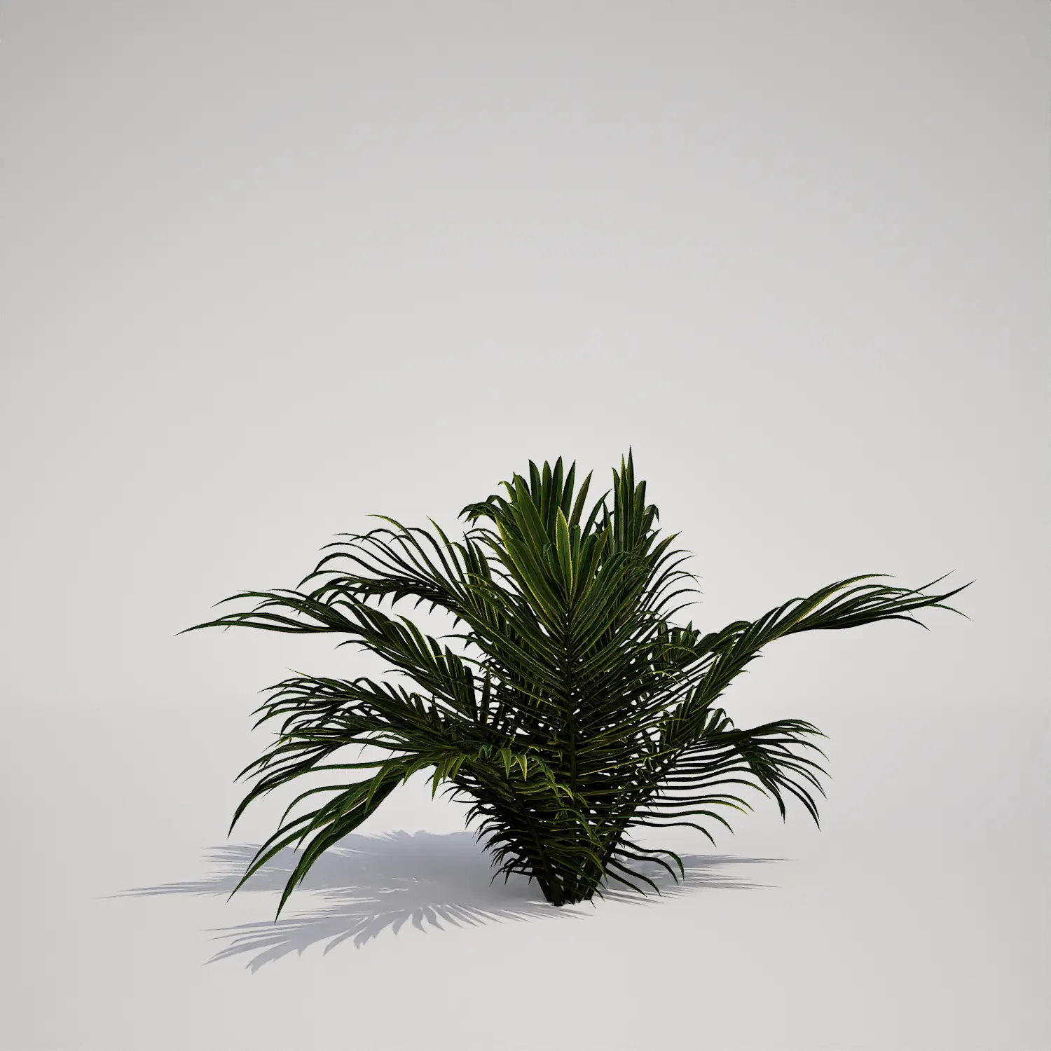 Free Compact Tropical Palm Asset