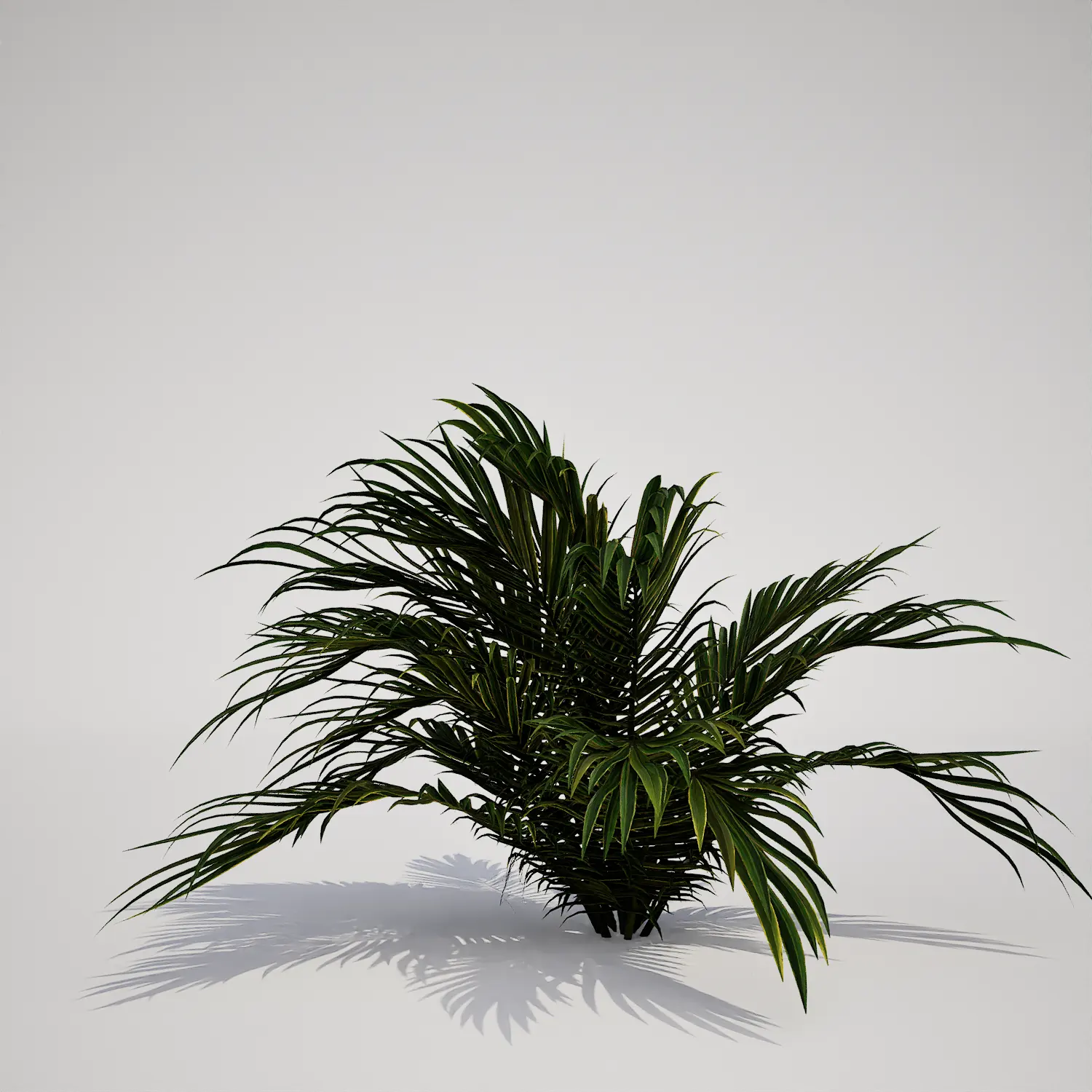 Free Potted Dwarf Palm 3D Asset